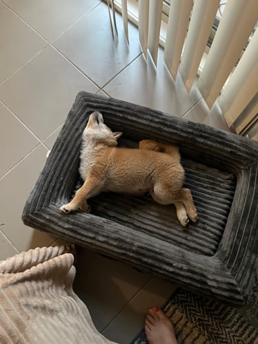Customer's puppy stretching out on its side in the grey Orthopaedic Dog Bed.