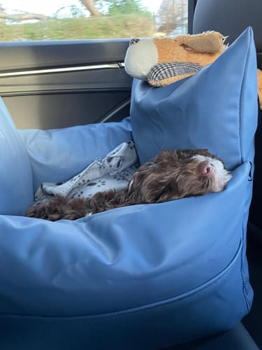 Customer photo review of The Dog Dock