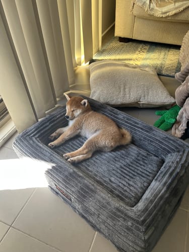 Reviewer's puppy sleeping in the sun on the grey Orthopaedic Dog Bed.