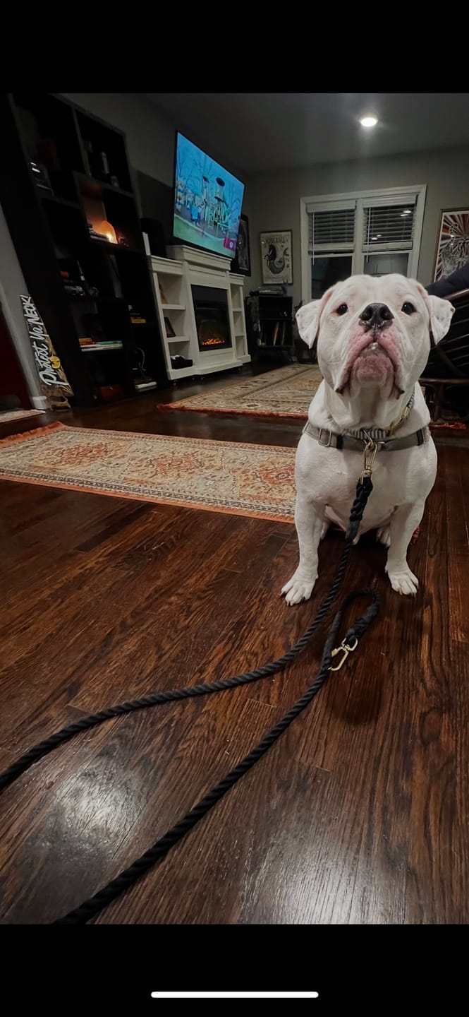 Customer photo review of Navy Rope Dog Leash, Adjustable & Handcrafted - Found My Animal