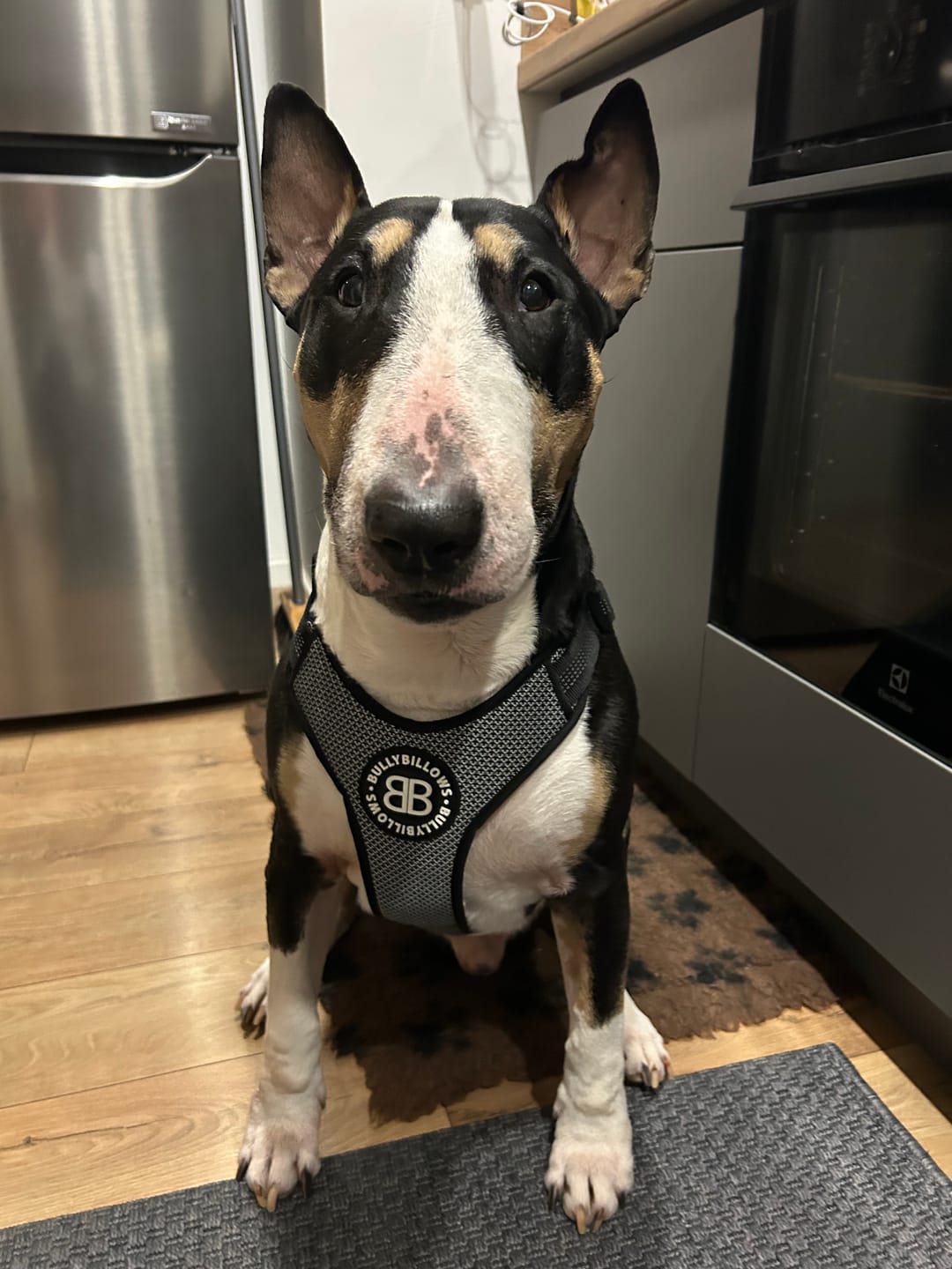Customer photo review of Active Harness | With Handle & Reflective - Black