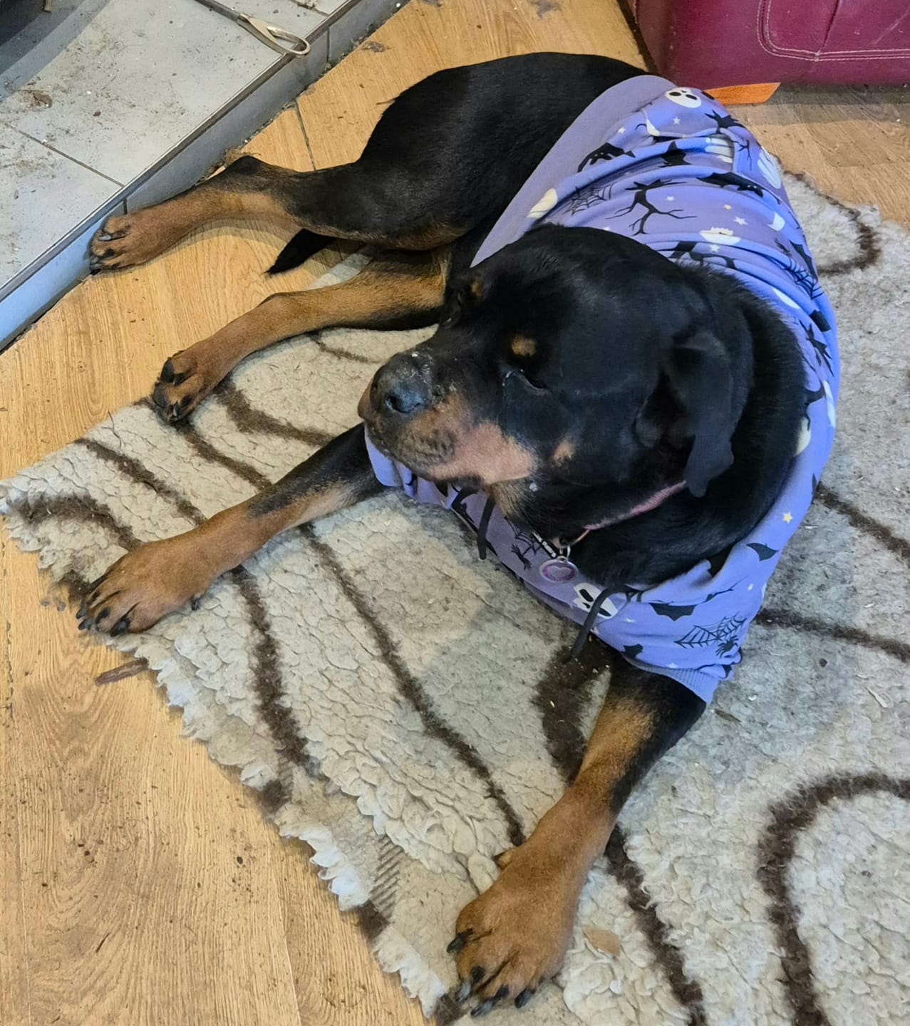 Customer photo review of Halloween Dog Hoodie - Purple