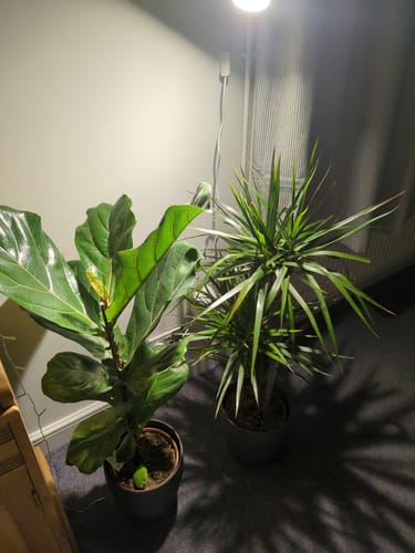 Customer photo review of Pianta Grow Light and Stelo Clip-On Bulb Holder Bundle