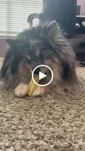 Customer video review of Long-Lasting Yak Chews — 6 Flavor Pack