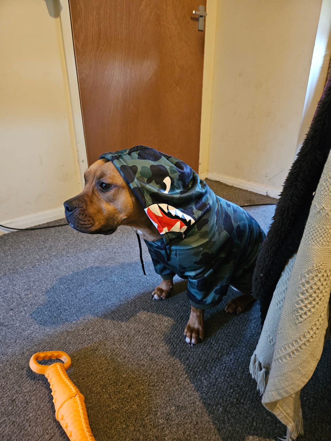 Customer photo review of Shark Monster Dog Hoodie - Green Camo