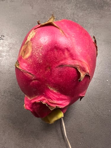 Kundenbild einer ganzen, pinken Drachenfrucht, die auf einer grauen Oberfläche liegt.