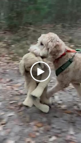 Customer video review of Anny X FUN harness - Orange/Olive