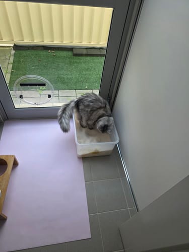 Customer photo review of 3 Month Supply - 1 Cat