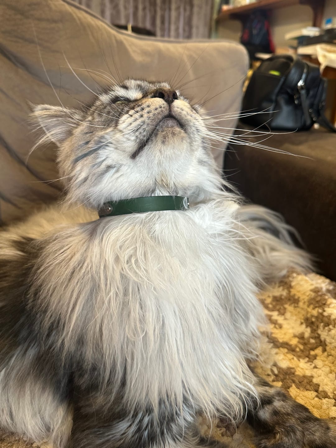 Customer photo review of Leather Cat Collar with Nameplate - Custom Sized