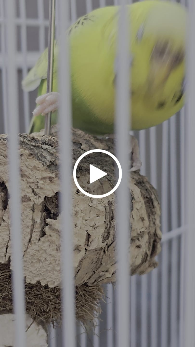 Customer video review of Natural Cork Chunks