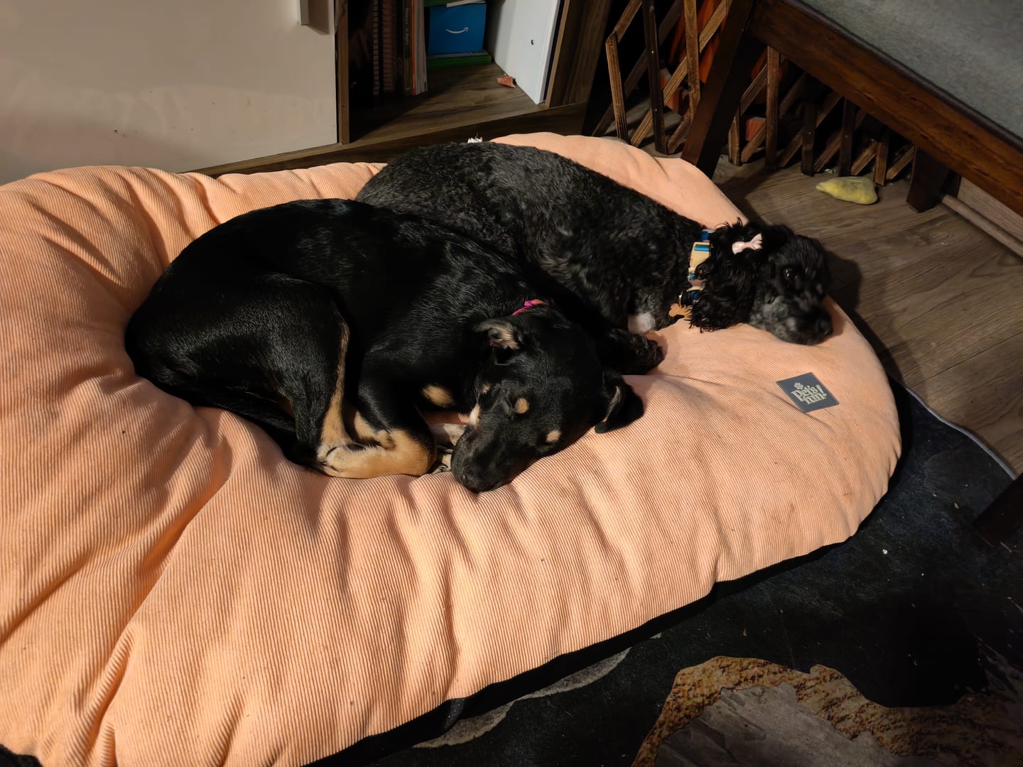Customer photo review of PetFamily Cookies