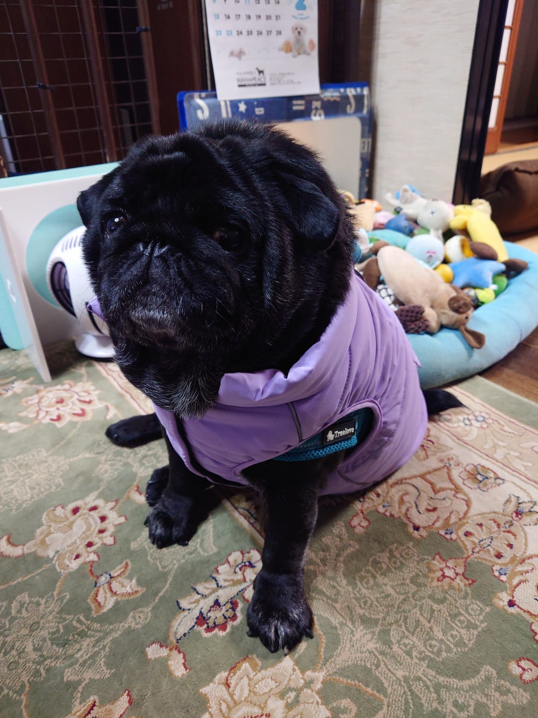 Customer photo review of WarmShield Water-Resistant Jacket - Lilac