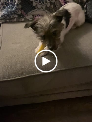 Customer video review of Long-Lasting Yak Chews — 4 Flavor Pack