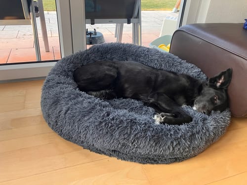 Customer photo review of Puppery Hundebett Wolke 7 - Das Original