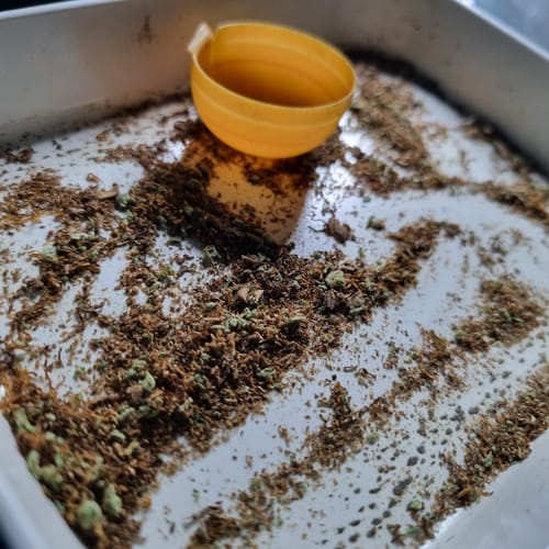 Customer photo review of Super Silver Haze Popcorn