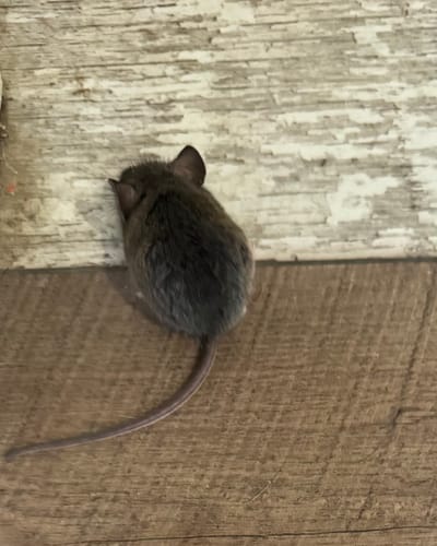 Customer photo review of Calm Vape (1 Gram Disposable)