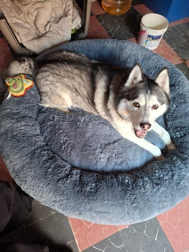 Cliente muestra a su perro husky relajado en la Cama Antiestrés gris y afelpada.