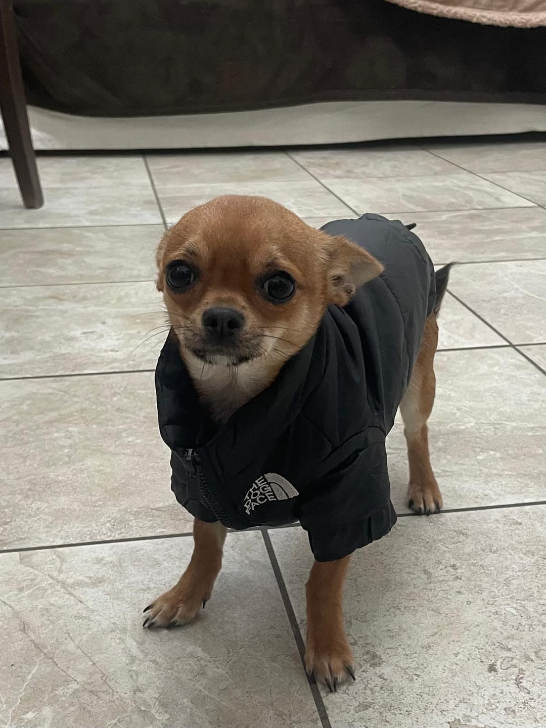 Customer photo review of Piumino "The Dog Face" Nero Personalizzabile con nome