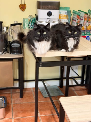 Customer photo review of 6x Blisso Advanced Cat Probiotic