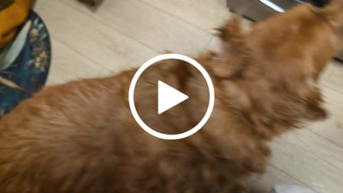 Customer video review of Grain Free Red Meat Recipe - Dry Dog Food - Canadian Naturals