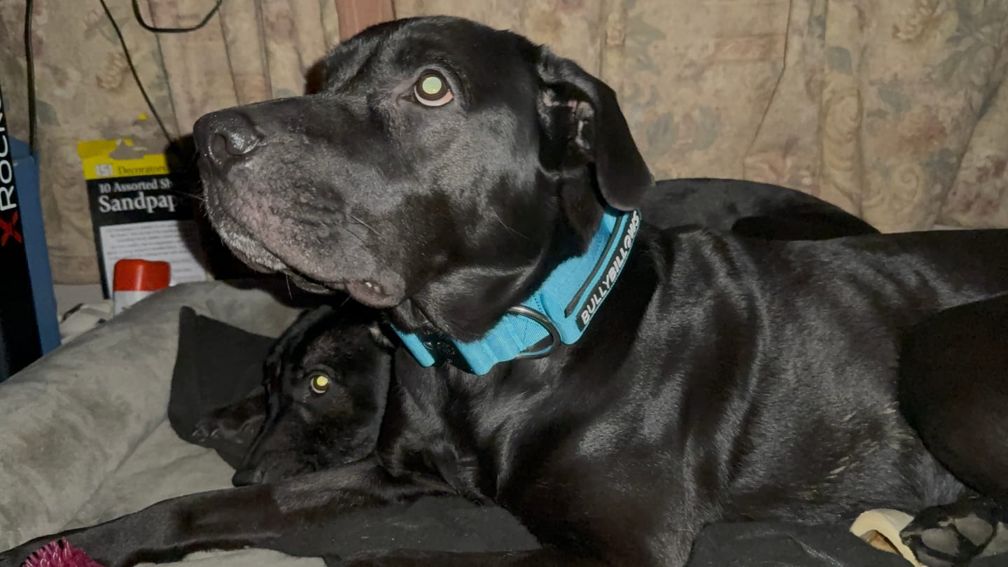 Customer photo review of 5cm Combat® Collar | With Handle & Secure Clip - Light Blue