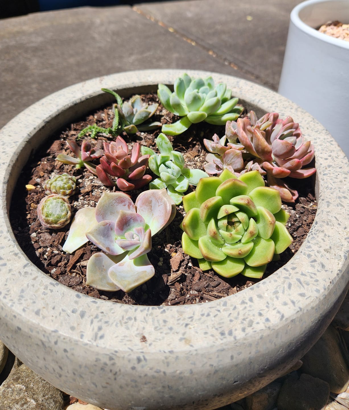 Customer photo review of Echeveria 'Black Rose'