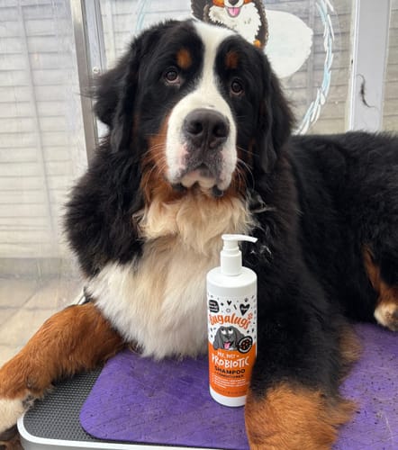 Customer photo review of Pre, Post + Probiotic Shampoo for Dogs