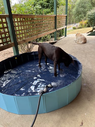Customer's Labrador standing in the blue folding Pet Dog Pool on a patio while it's being filled with a hose.
