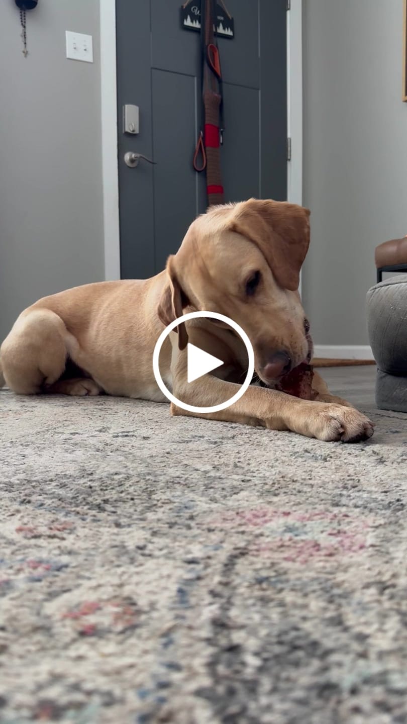 Customer video review of Beef Gullet Jerky Sticks 6"