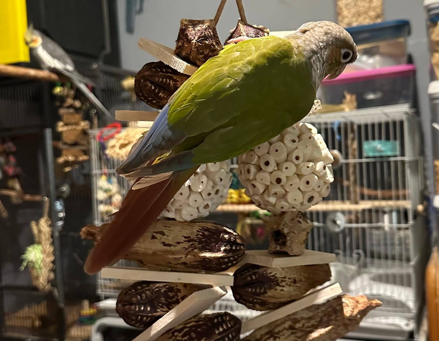 Customer photo review of Great Balls of Fun by Cheep Thrills Bird Toys