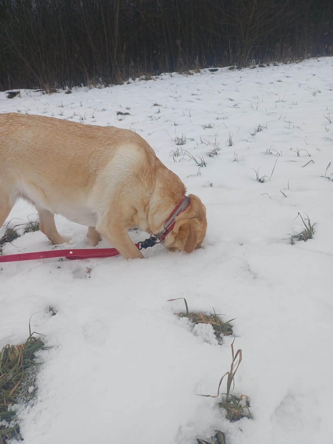 Customer photo review of Smycz z dodatkową rączką - Guard Leash Czerwona