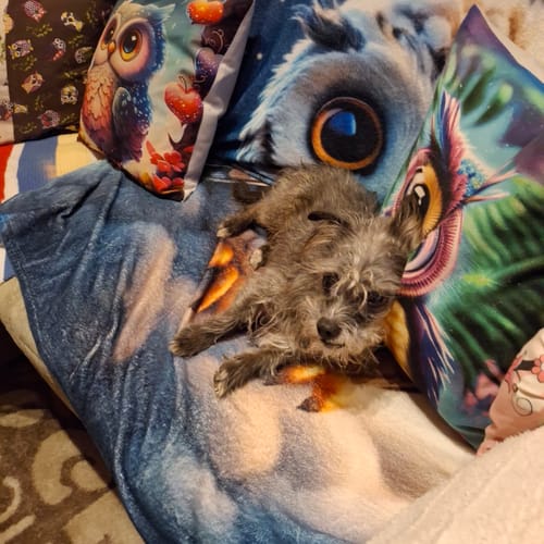 Rezensent zeigt seinen kleinen, grauen Hund, der entspannt auf einer Decke zwischen bunten Eulen-Kissen liegt.