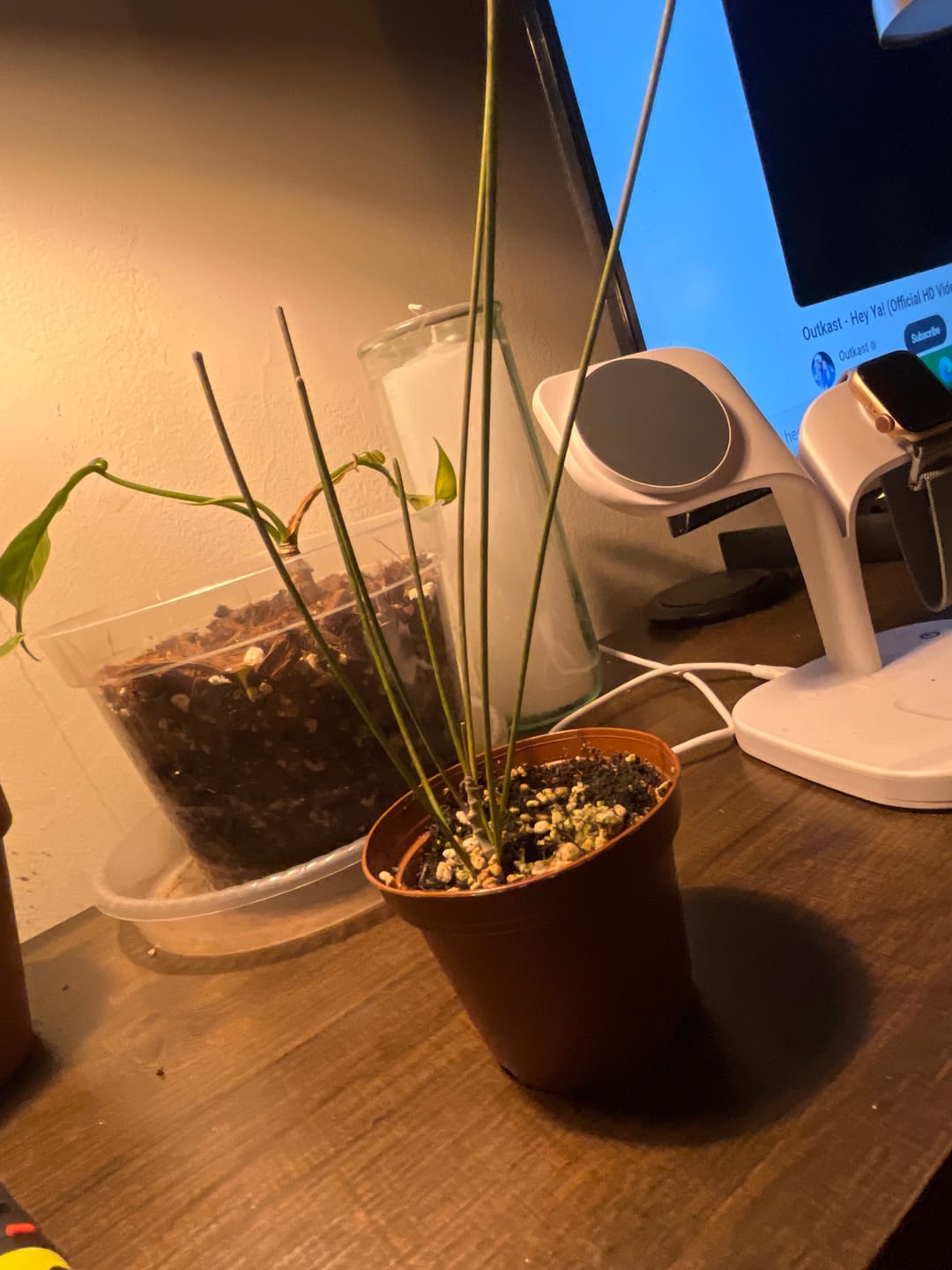 Customer photo review of Hoya spartioides