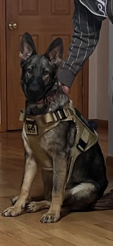 Customer's German Shepherd puppy sits wearing the tan Team K9 Tactical Dog Harness with a person's hand on its back.