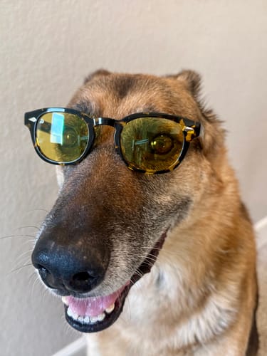 Customer photo review of Dream Shipping Protection