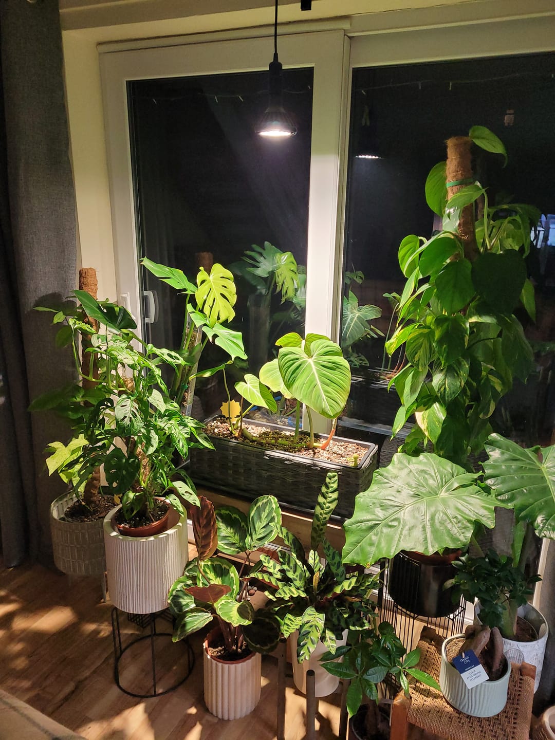 Customer photo review of Pianta 30 Grow Light and Enna Ceiling Pendant Bundle
