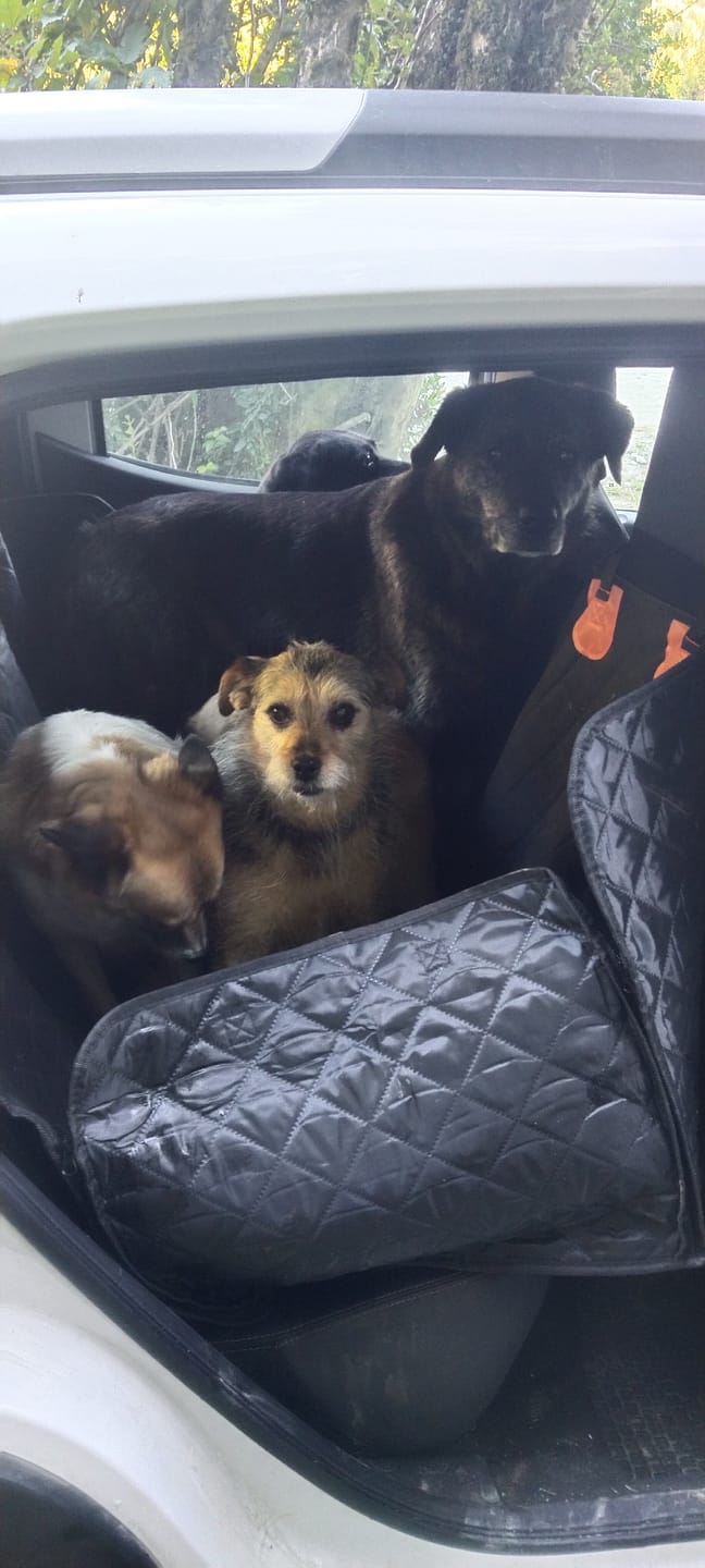 Customer photo review of Funda Impermeable THE DOGS — Auto limpio, perro seguro