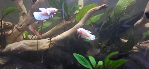 Customer photo review of Super Gold Female Betta Fish | Premium Gold