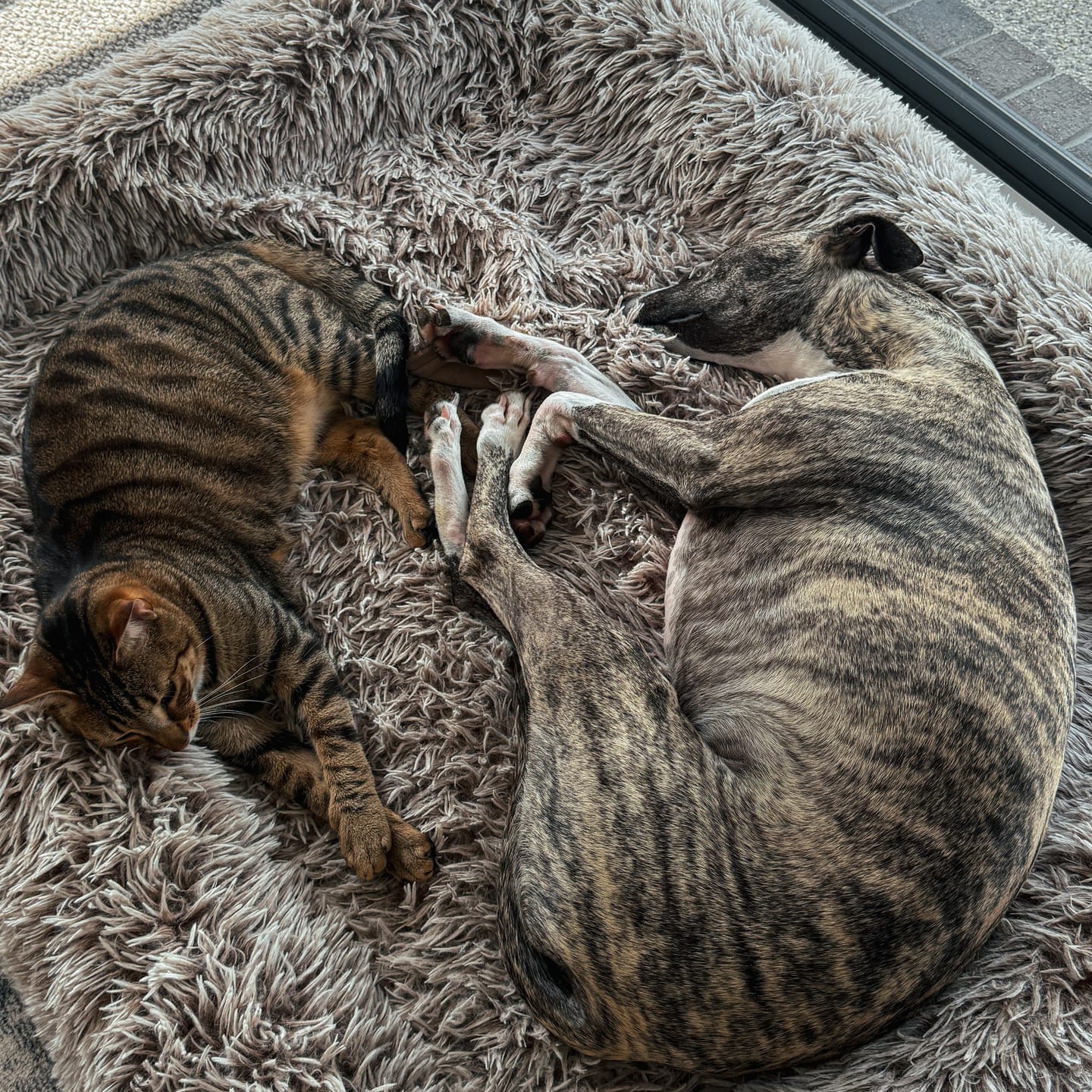 Customer photo review of Orthopaedic Memory Foam Dog Bed