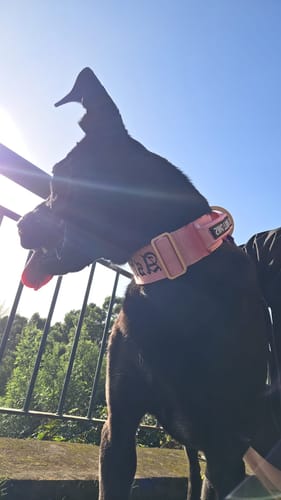 Customer photo review of 5cm Lighter Combat® Collar | With Handle Secure Clip - Pink x Pink