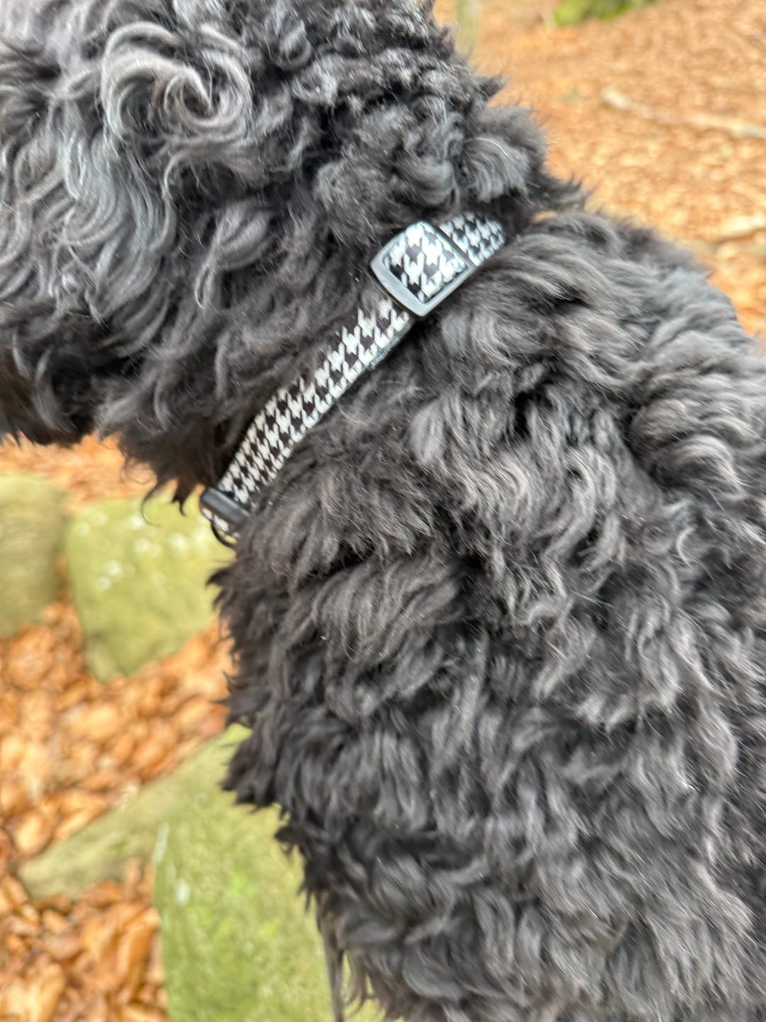 Customer photo review of Halsband - la Pepita