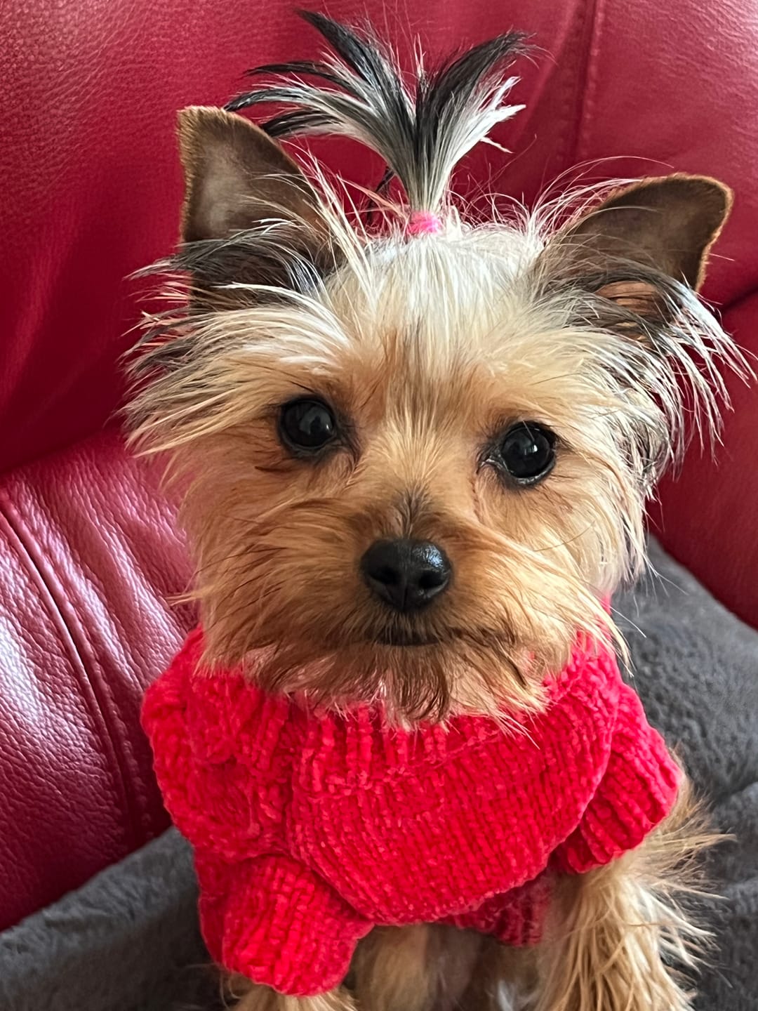 Customer photo review of Himalayan Yak Chew (SMALL)
