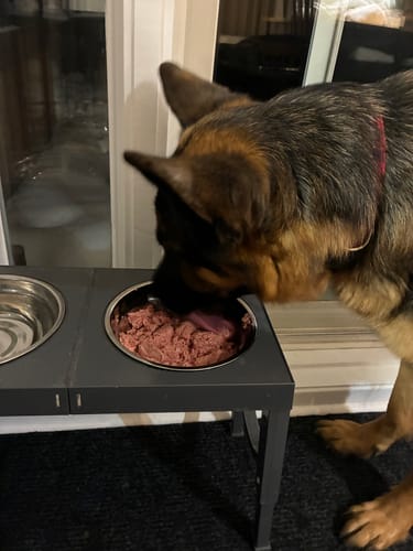 Customer photo review of Bold By Nature - Mega Viande crue pour chien