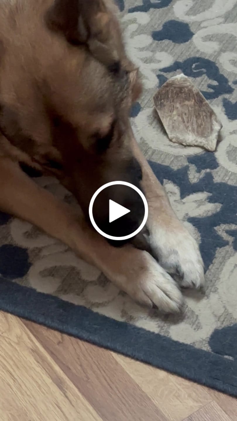 Customer video review of Earthbones Dental Chews For Dogs