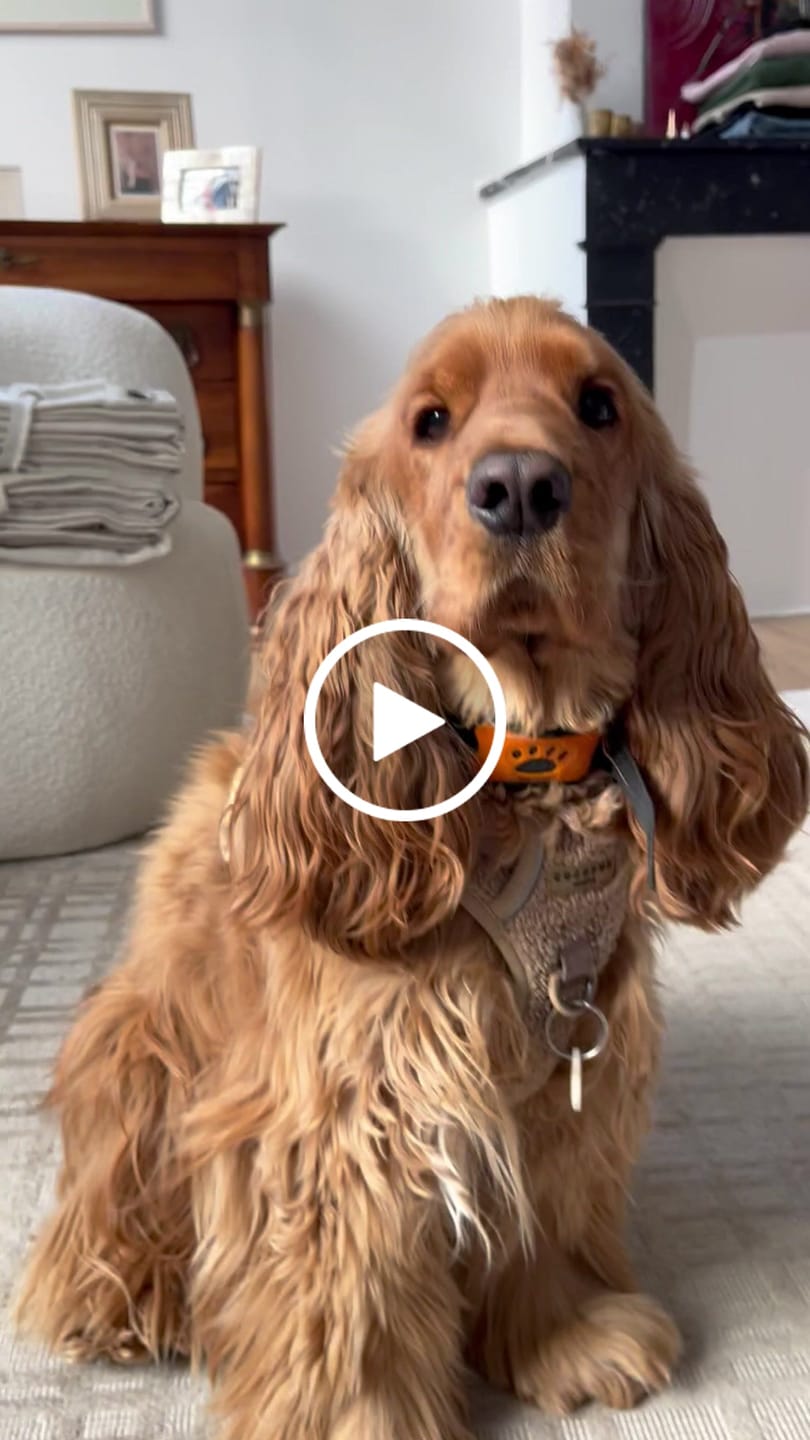 Customer video review of Collier Anti Aboiement PuppySafe