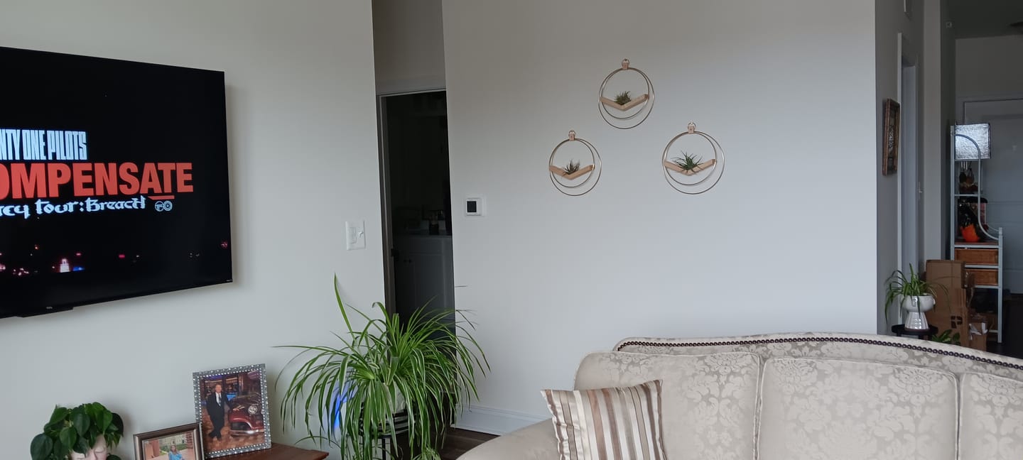 Customer photo review of Air Plant V-Hanger