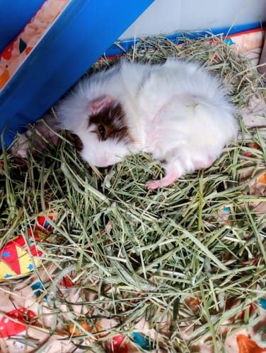 Customer's fluffy guinea pig resting comfortably in a fresh bed of Timothy Hay Box 'Blend'.