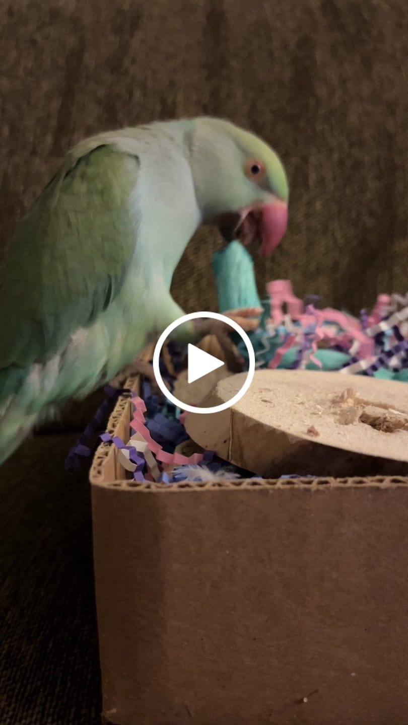 Customer video review of "BYOT" Foraging Flats by Cheep Thrills