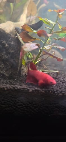 Customer photo review of Super Red Female Betta Fish