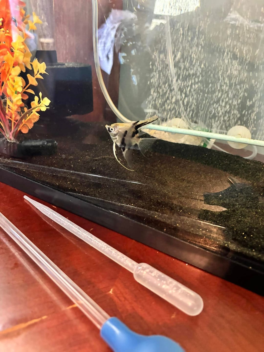 Customer photo review of Panda Angelfish